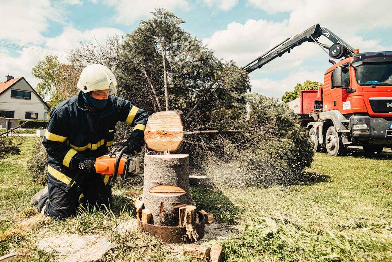 Best Residential Tree Removal  in East Jordan, MI